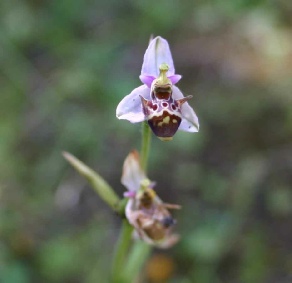carmel ophrys.jpg